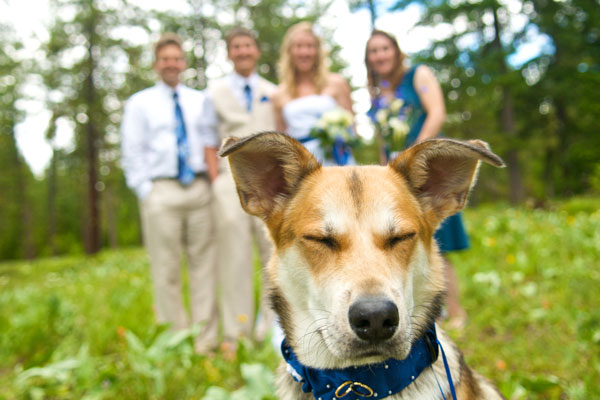 Puppy with Bridal Party